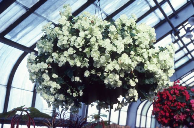 B. ‘Mikkel Limelight’